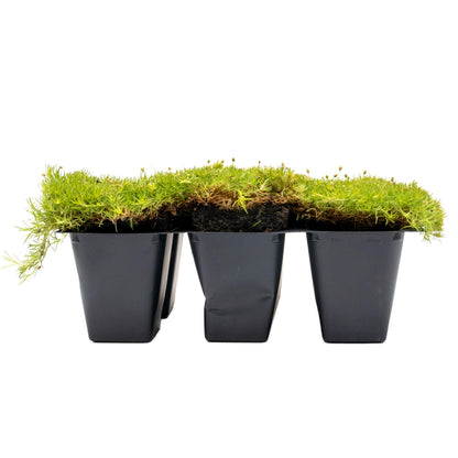 6 Scottish Moss – Soft Golden Evergreen Groundcover for Rock Gardens, Pathways & Containers (Sagina subulata ‘Aurea’) in 2.5″ Cubes, Live Plants
