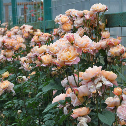 Heirloom Climbing Roses, Live Own Root Plant for Outdoor Garden, The Impressionist™, Very Fragrant, Hardiness Zones 5-10, Repeat Blooming