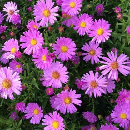2 Aster Plants Live, Asters Perennial Live Plants, 5 to 7 Inc Tall, Flower Plant for Gardening (Pink)