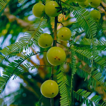 Green Gooseberry Plant Live for Planting, 5 to 9 Inc Long, Sweet Gooseberry Bushes Live Plant Growing