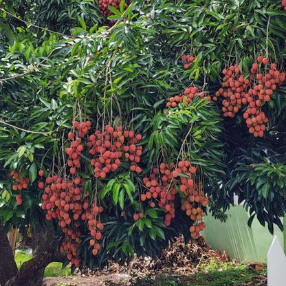 Lychee Tree Live Plant 3 Gallon 2-3 Ft Tall, Red Lychee Tree, Sweet Tropical Fruit Tree for Outdoor Growing, No Ship to CA