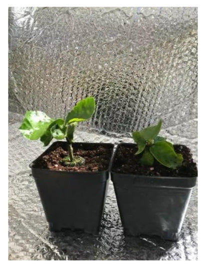 Live Plant - Small Rooted Exotic Tropical Hibiscus Starter Plant