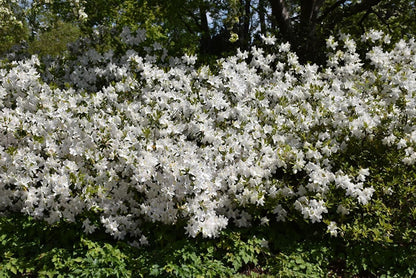 Azalea GG Gerbing | 1 Extra Large Trade 3 Gallon Plants | Lush & Radiant White Blooms, Hardy & Versatile, Ideal for Indoor/Outdoor Planting & Decor