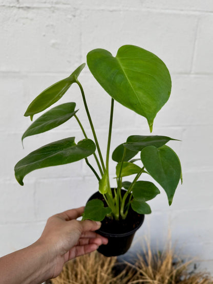PLANTVERS Monstera Deliciosa in a 4" Grow Pot | Swiss Cheese Monstera | Tropical Houseplant | Easy Care Indoor Plant | Air Purifying Plant | Low Maintenance Indoor Plant