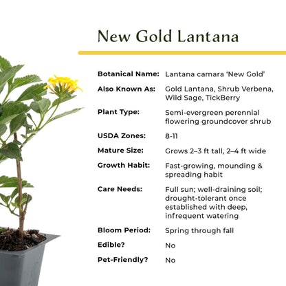 12 New Gold Lantana – Golden Yellow Flowering Shrub for Borders, Containers, & Pollinator Gardens (Lantana Camara ‘New Gold’) in 2.5″ Cubes, Live Plants