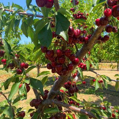 Mixrug Cherry Seeds for Planting Outdoor, 20pcs Cherry Tree Seed Non-GMO Heirloom Sweet Edible Fruit, Sweet Juicy Fruits Plant in Your Home Garden