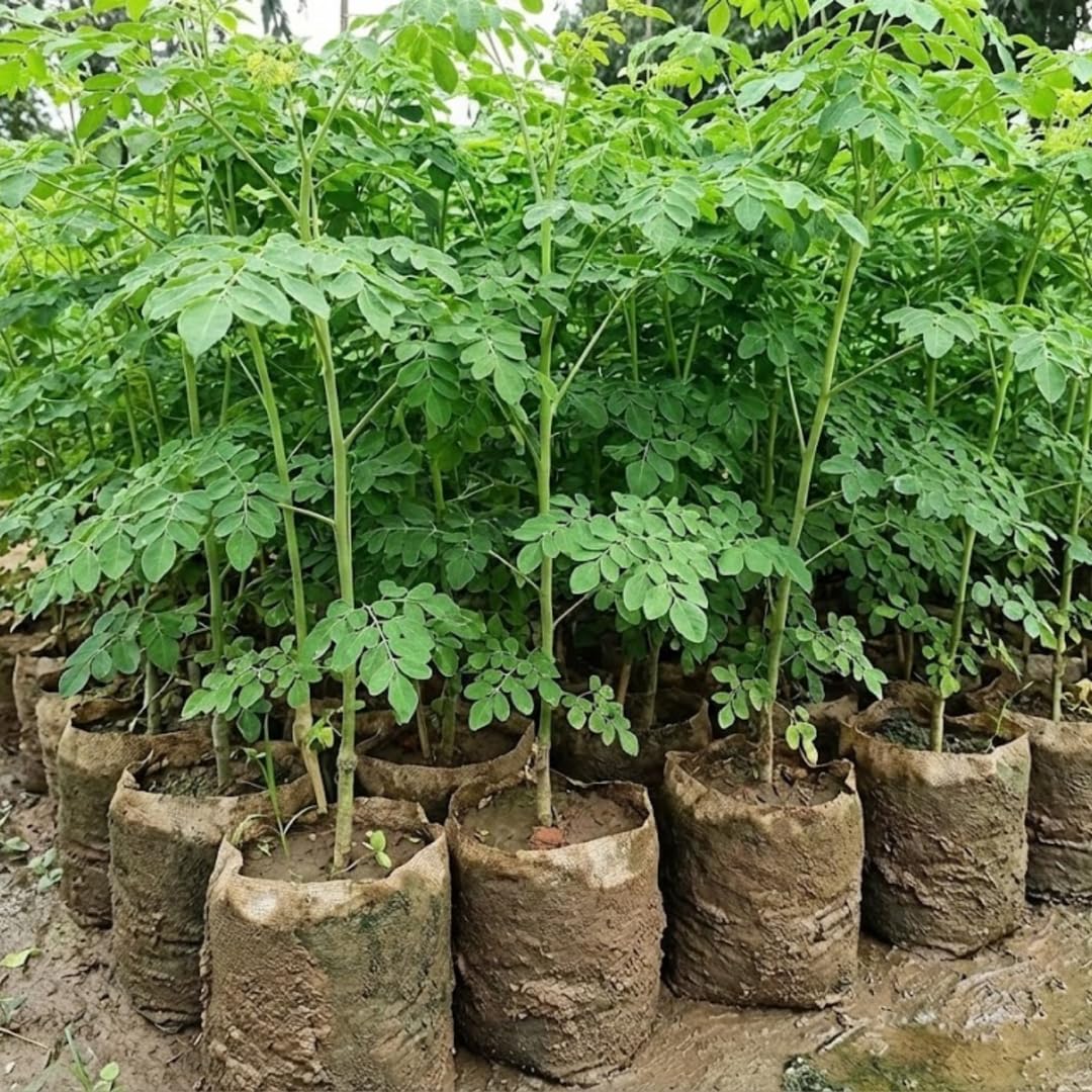 2 Moringa Trees Plants Live for Planting, Moringa Oleifera, Malunggay Well Rooted, 6 to 10 Inches Tall, No CA