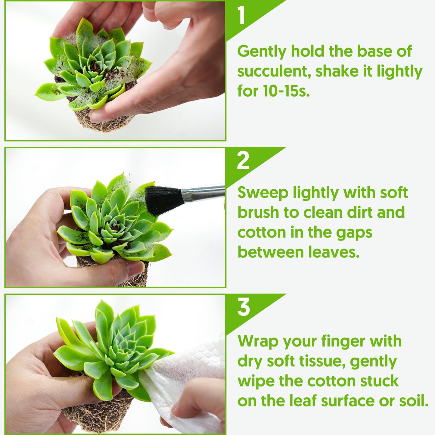 Sprout N Green 4" String of Buttons, Live Crassula 'Baby's Necklace' Trailing Succulent Rooted in Pot, Houseplant for Home Office Hanging Decoration, DIY Projects, Party Favor, Keep Away from Pets