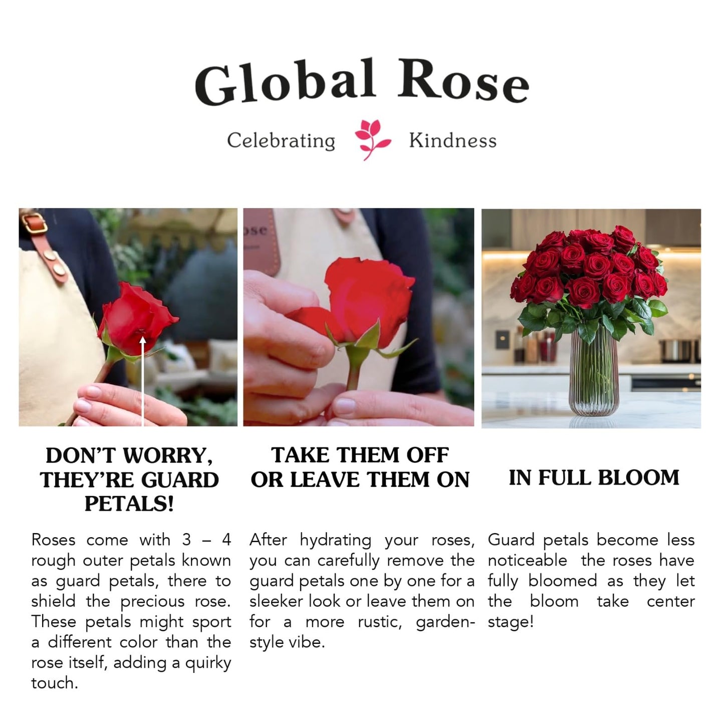 GlobalRose 75 Peach Roses Bouquet - Responsibly Sourced Roses Fresh Flowers - Hand-Picked Flowers Fresh Bouquet for Graduation, Anniversary, Birthday & Special Occasions (4 Bunches of 25 Stems)