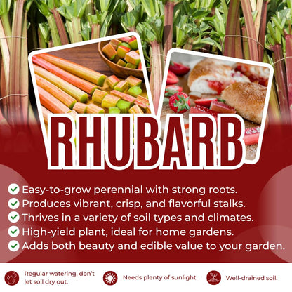 5 XL Size Rhubarb Roots for Planting, High Yield Rhubarb Plants Live, Large Crowns Cold Hardy, Zones 2-8