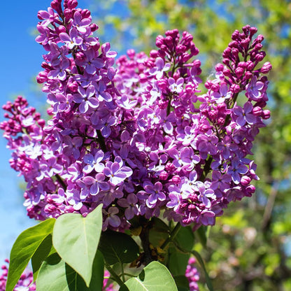 Purple Old Fashion Lilac Tree Live Plant, Lilac Bushes Live Plant, 20 to 30 Inc Tall, Bush Flower Plants