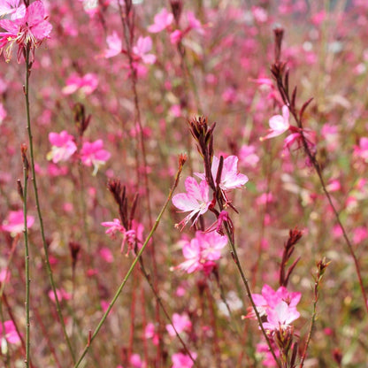 Clovers Garden Gaura Siskiyou Pink Plants - Two (2) Live Plants – Non-GMO - Not Seeds - Each 4" to 8" Tall – in 4" Inch Pots - Perennial, Pollinator Friendly, Continuous Blooms