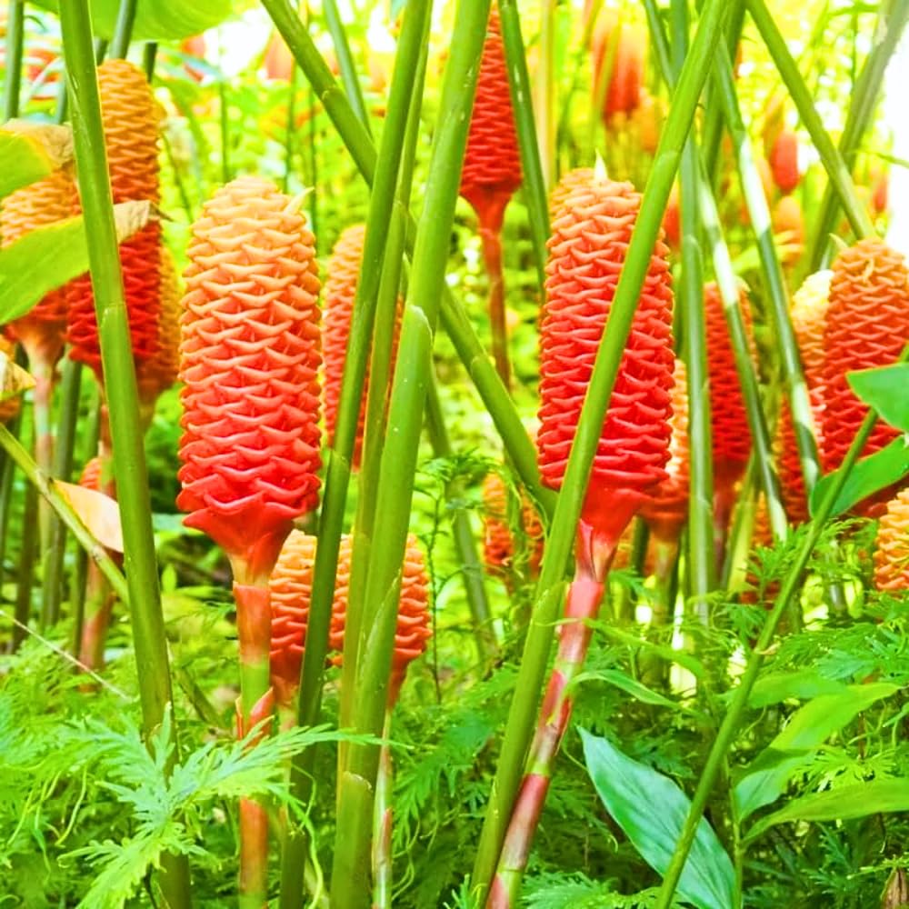 5 Shampoo Ginger Roots, Awapuhi Zingiber Zerumbet Fresh Ginger Rhizomes, Live Ginger Lily Perennial Garden