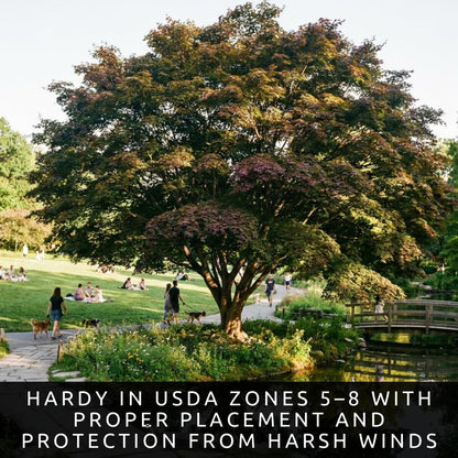 3-Pack Live Green Japanese Maple Tree Starts – Acer Palmatum Seedlings – Ornamental Landscape Trees – Vibrant Spring Color – Easy to Grow Starter Plants