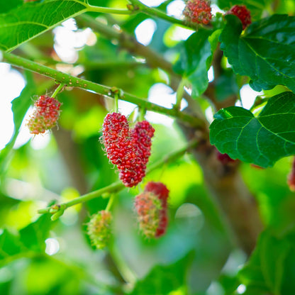 2 Red Mulberry Plants Live, 5-9 Inch Tall, Mulberry Fruit Trees Live Plants, Mulberry Seedlings