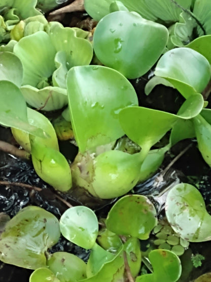 Three (3) Premium Water Hyacinth Floating Aquatic Live Tropical Plants