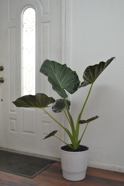 Live Plant Starter Pack | 3 Large Indoor Plants in 10” Pots – Alocasia Regal Shield, White Bird of Paradise & Monstera Deliciosa | Perfect for Apartments, New Homes, Dorm Rooms & Housewarming Gifts