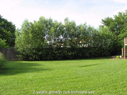24 Hybrid Willow Tree Cuttings - Fast Growing Trees for Privacy or Shade