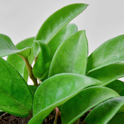 Hoya Carnosa | Live Plant for Indoor & Outdoor | for Living Room, Office, Bathroom | (4" Pot)