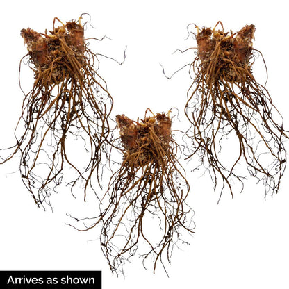 GARDENS ALIVE! - Fanal Red Flowering Astilbe Dormant Bare Root Perennial Starter Plant Roots, 3 Plant per Offer