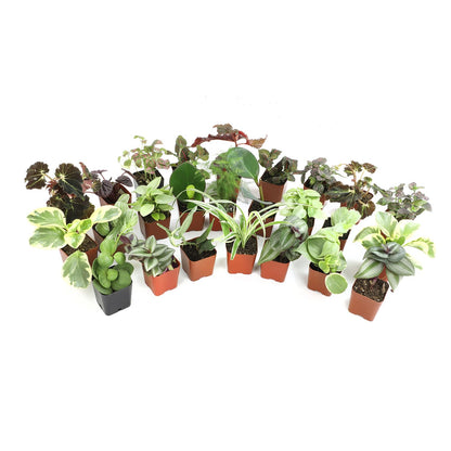 Altman Plants Live Houseplants (12PK), Indoor Plants for Delivery Prime, Live Plants and Gardening Gifts for Plant Lovers, Planters for Indoor Plants with Potting Soil, Live House Plants Indoors Live
