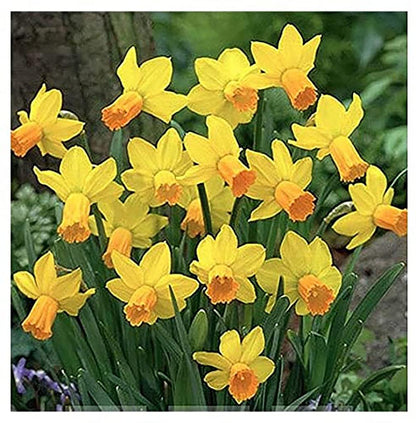 5 Ice Follies Narcissus Bulbs - Top Size Daffodil Bulbs