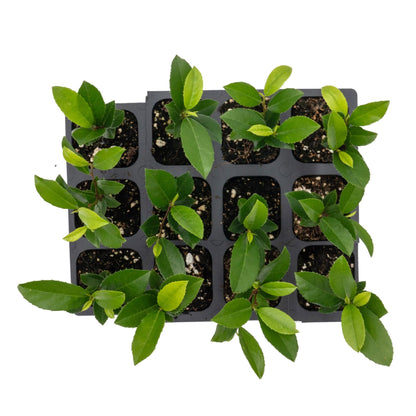 12 Carolina Cherry Laurel in 2.5” Nursery Cubes (Prunus caroliniana) | Evergreen Screening Shrub or Small Tree for Hedges, Borders & Wildlife | Ready-to-Plant Live Starter Plants