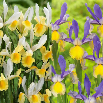 Votaniki Montecito & Miss Saigon Iris Mix Bulbs - Perennial Dutch Iris, Fragrant Blooms | Spring Flowering 15x Montecito and 15x Miss Saigon Iris Bulbs - Easy to Grow (30 Pack)