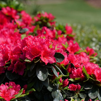 Proven Winners Perfecto Mundo Red Reblooming Azalea (Rhododendron x) Live Plant, 4.5" Qt, 4 Pack