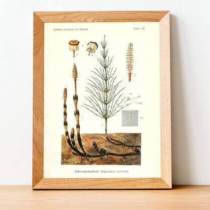 Ink Inc. Botanical Prints Wall Art Woodland Plants - Fern Wildflower Mushroom - Set of 9 5x7- Unframed
