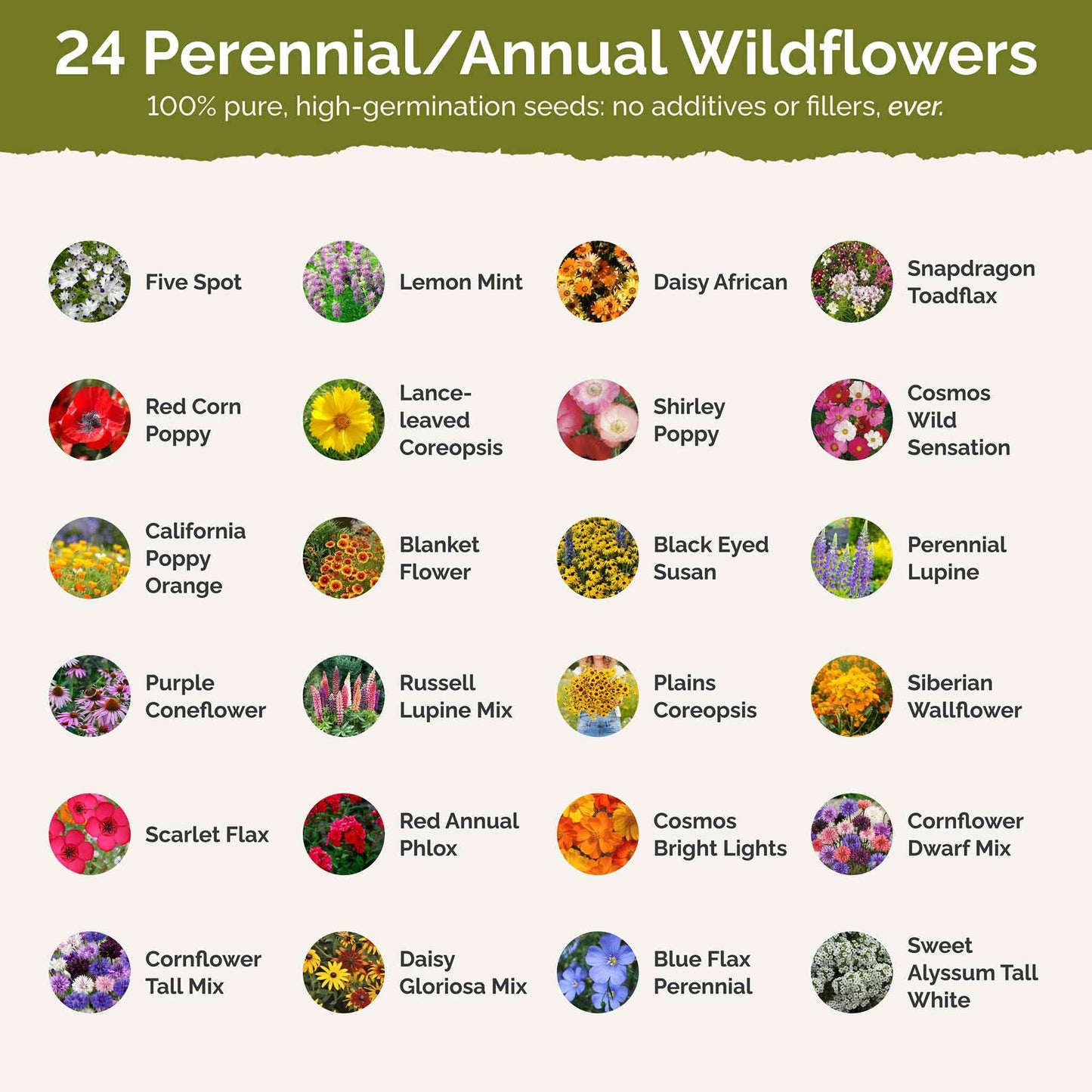 Eden Brothers Southeast Wildflower Mixed Seeds for Planting, 1/4 lb, 120,000+ Seeds with Cornflower, Blanket Flower | Attracts Pollinators, Plant in Spring or Fall, Zones 3, 4, 5, 6, 7, 8, 9, 10