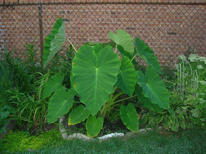 Ready to Grow 10 Colocasia Esculenta Elephant Ear Taro Poi Gabi Kalo Eddo Bulbs