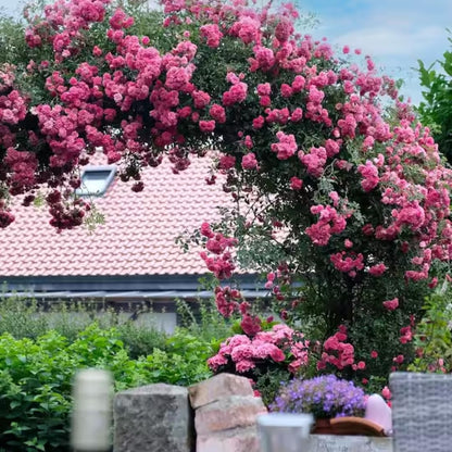 Fragrant Climbing Rose Live Plant, Well Rooted 5-9" Tall, No Leaf, Indoor Outdoor Climber, Rose Bush, Hybrid Tea Rose Like (Pink to Deep Pink)