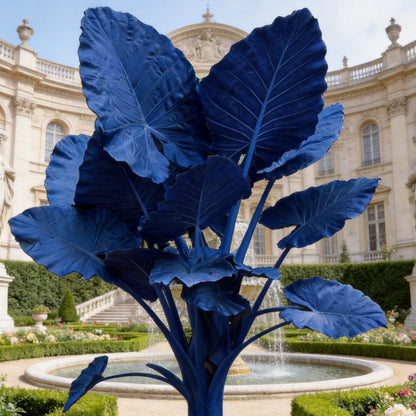 Premium Elephant Ear Plant Bulbs | Tropical Colocasia for Easy Outdoor Garden & Patio Decor (4)