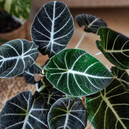 2 Alocasia Black Velvet Live Plants, Black Alocasia Live Plant Indoor Houseplant, Rare Alocasia Plant, No Pot