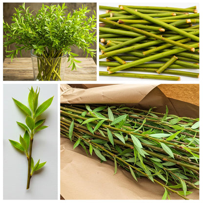 Hybrid Willow Tree Plants for Growing | Fast Privacy Hedge Row, Wind Block, Shade | Fast Growing - 12 Feet Per Year, Fast Growing Trees (10 Trees)