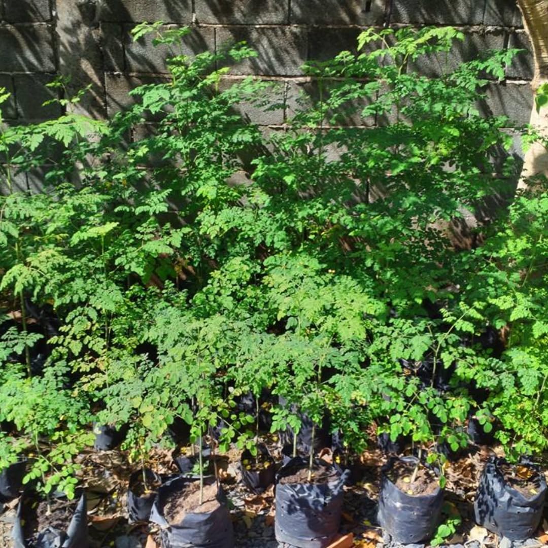Live Malunggay Plant Potted, Moringa Oleifera Live Tree, 6-8" in Tall Drumstick Horseradish Trees Herb for Planting, 7 Months Old Tree