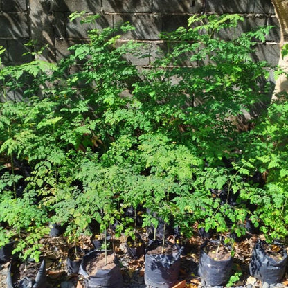 Dwarf Moringa Tree Live Plant in Half Gallon Pot, Well-Rooted Drumstick Malunggay Plant Live, Oleifera Moringa Horseradish Planting Outside
