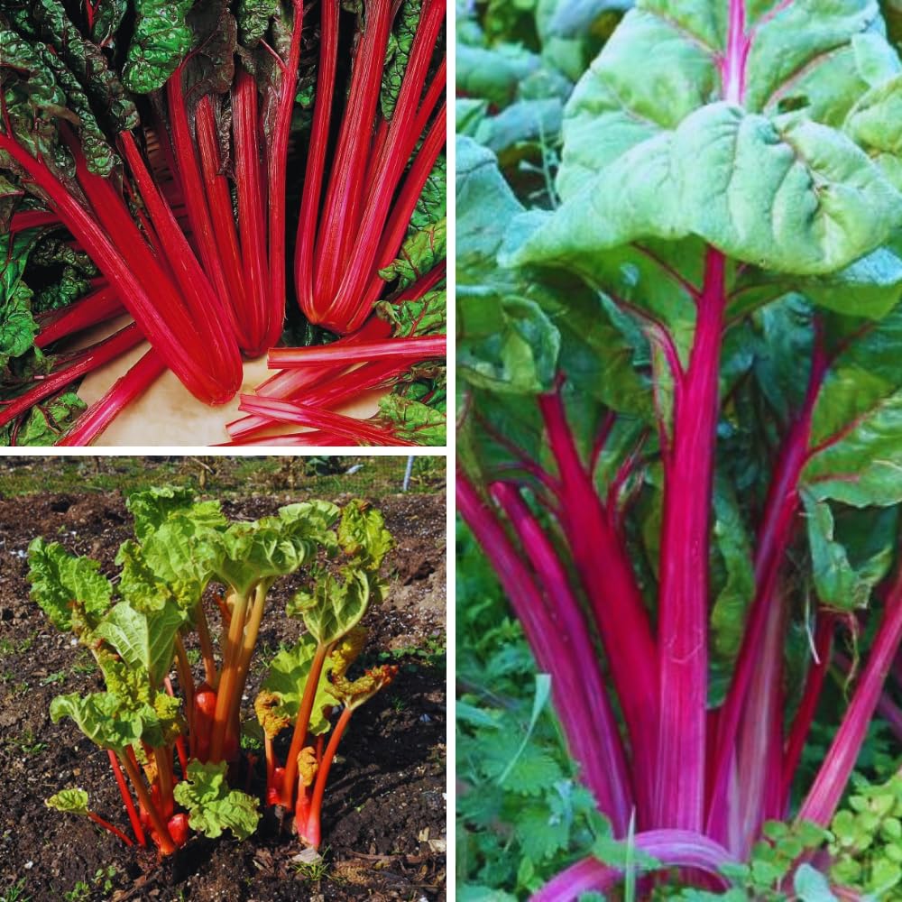 5 Big Rhubarb Roots Crown for Planting Outdoor Indoor, Large Rhubarb Rhizomes, Hardy Perennial Vegetable Gardening