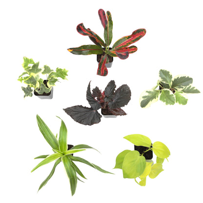 Easy to Grow Houseplants (Pack of 6), Live House Plants in Containers, Growers Choice Plant Set in Planters with Potting Soil Mix, Home Décor Planting Kit or Outdoor Garden Gifts by Plants for Pets