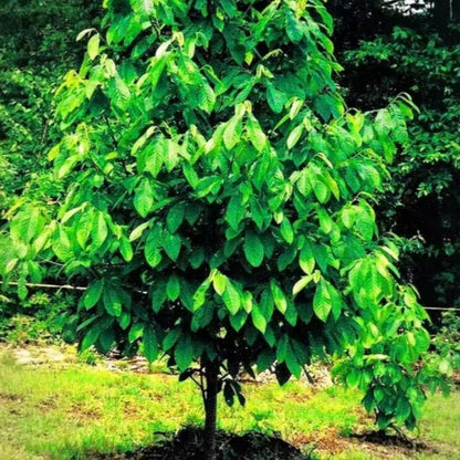Pawpaw Tree Live Plant, Paw Paw Trees Plants Live in Quart Pot, Asimina Triloba Trees for Planting, 6-12" Tall Live Plants