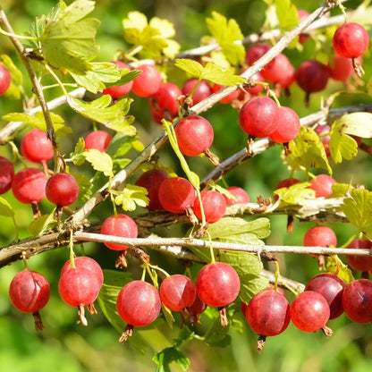 Gooseberry Tree Plant Live, Gooseberry Bush Live Plant, Fully Rooted 5-9 Inch Tall, Gooseberry Plant Live for Planting Outdoors