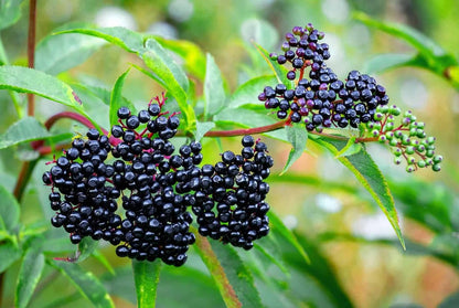 1 Elderberry Plant Live for Planting, American Elderberry Bush Live Plant Black Elderberries 6 to 12 Inc Tall