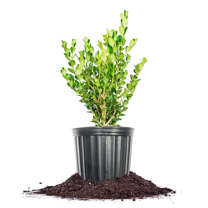 Perfect Plants Winter Gem Boxwood 1 Gallon | Live Shrub for Landscaping, Topiary, Hedges | Evergreen & Low Maintenance
