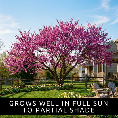 Eastern Redbud Tree Seedlings for Planting - Amazing Pink Spring Flowers - No Ship to California (1 Seedling)
