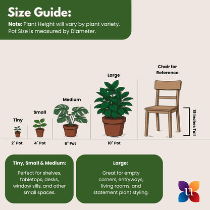 Majesty Palm Live Plant by United Nursery, Large Indoor House Plant, 32-36 inches Tall Tropical Palm Tree in Decorative Pot, Easy Care Large Floor Plant for Home Decor
