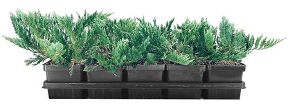 Juniper Blue Chip | 3 Live 4 Inch Pots | Juniperus horizontalis 'Blue Chip' | Low-Maintenance Ground Cover Plants | Drought-Tolerant Landscaping Shrub