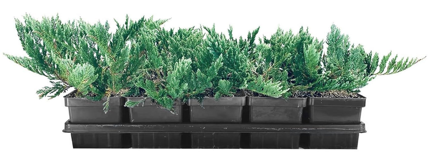 Juniper Blue Chip | 10 Live 4 Inch Pots | Juniperus horizontalis 'Blue Chip' | Low-Maintenance Ground Cover Plants | Drought-Tolerant Landscaping Shrub