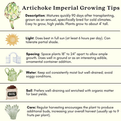 Clovers Garden Imperial Artichoke Plants - Two (2) Live Plants – Non-GMO - Not Seeds - Each 4" to 8" Tall – in 4" Inch Pots - Edible Vegetable, Gourmet Favorite