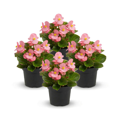 Live Begonia - Green Leaf Ambassador Pink (4 Per Pack), Beautiful Shade Annual, Ships 8" Tall by 4" Wide in 1 Pt Pot
